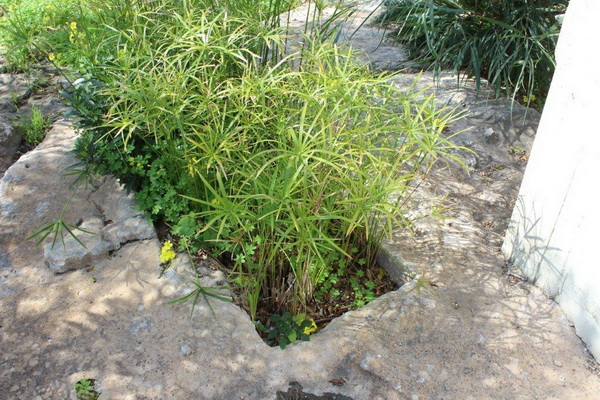 IMG 0537