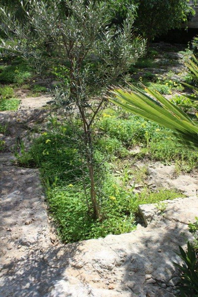 IMG 0539